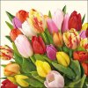 Napkin 33 Colourful Tulips