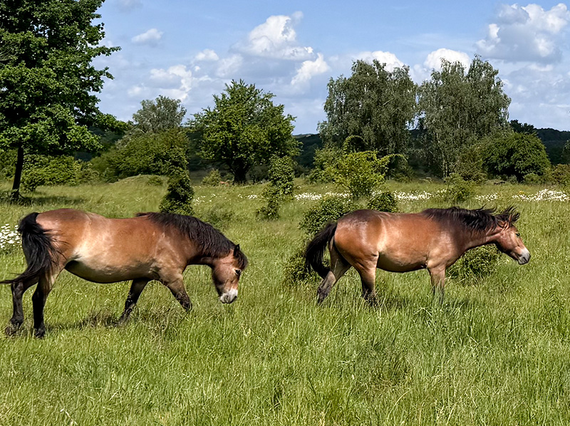 DARRÉ & Česká krajina
