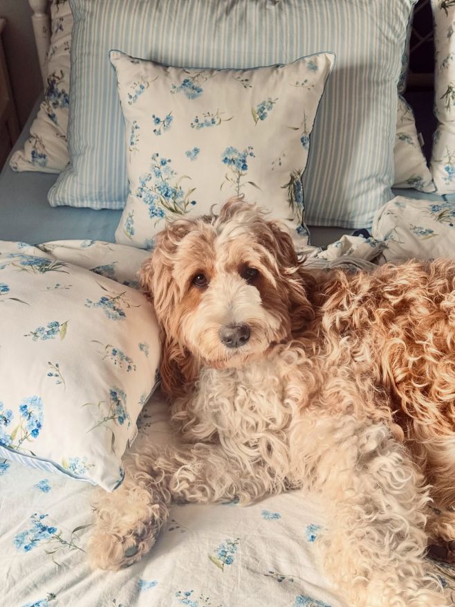 Naše povlečení si zamilují všichni členové rodiny. 🐶 Spí váš mazlíček v posteli s vámi, nebo má svůj vlastní pelíšek?...