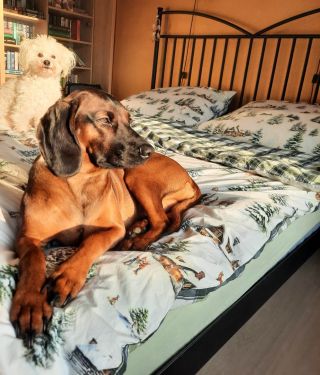 Pozdrav od naší zákaznice. 😊🐶 Zima ještě nekončí, takže proč si nenechat v ložnici naše zimní perkálové povlečení. A...