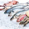 fisch2 jpg