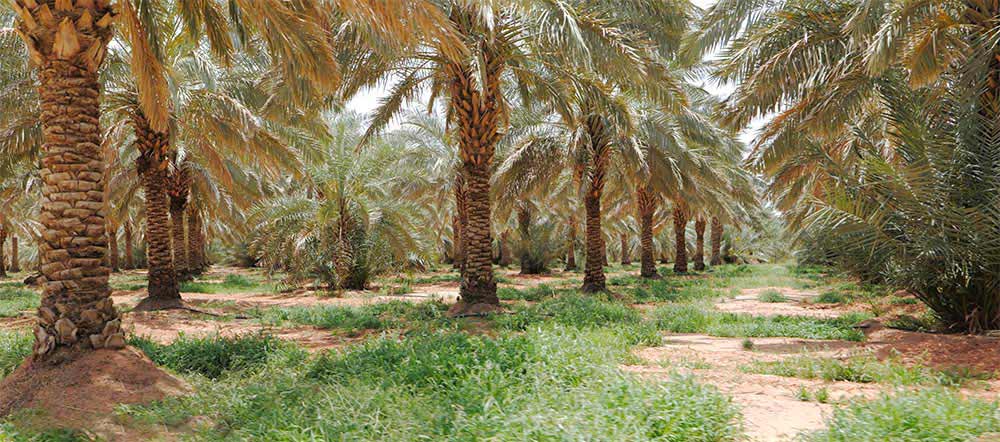 palms