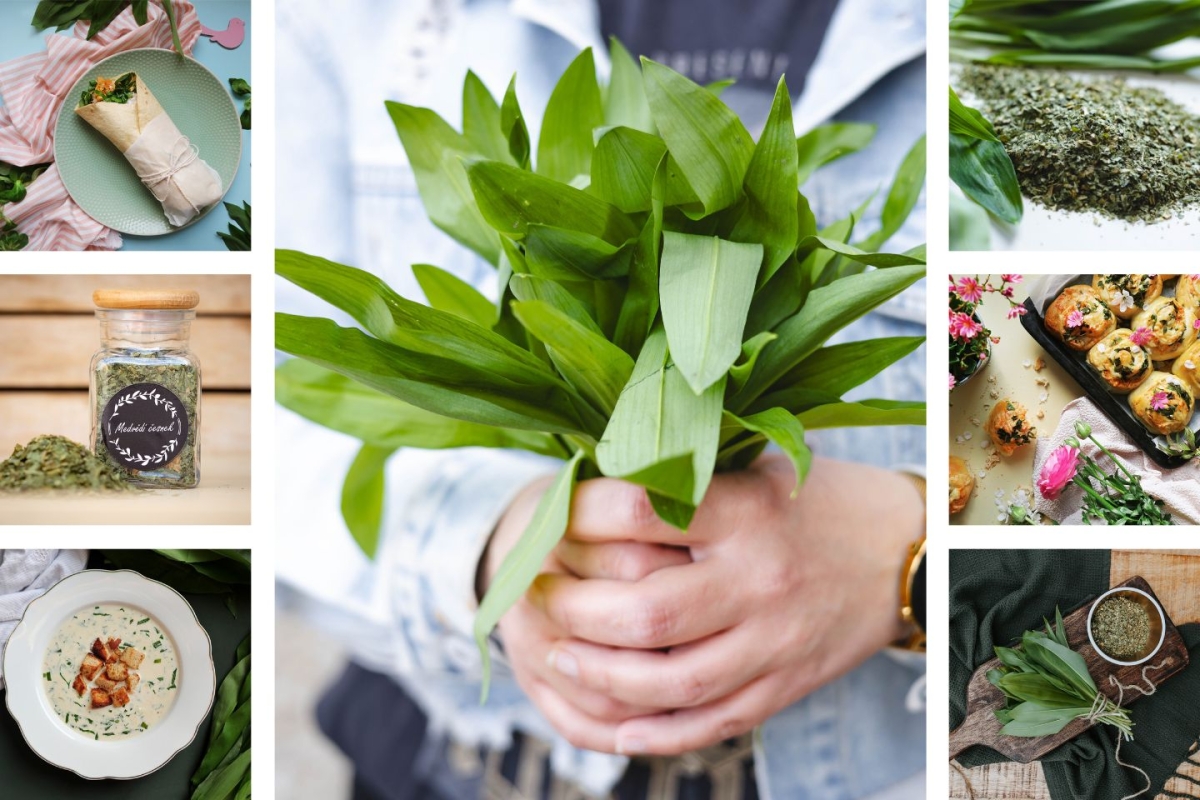 PŘEPADLA VÁS JARNÍ ÚNAVA? MEDVĚDÍ ČESNEK VÁM DODÁ MEDVĚDÍ SÍLU!