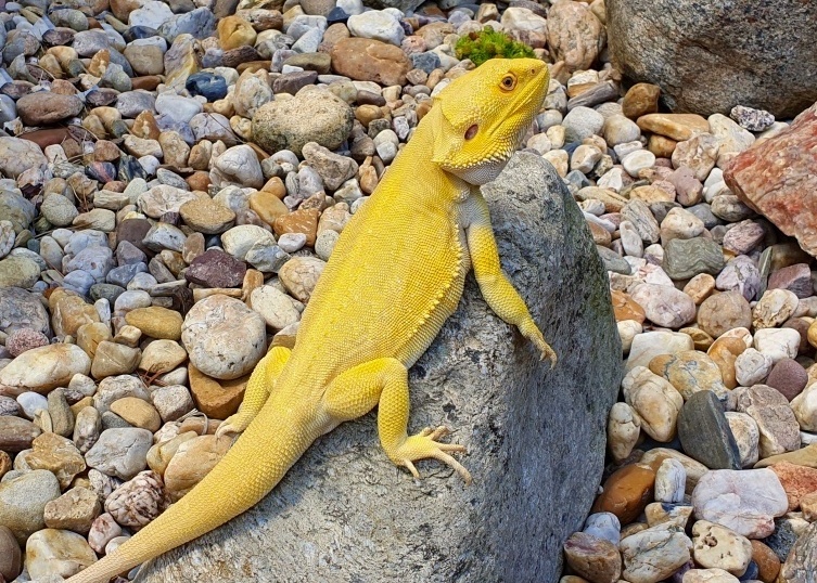 Agama vousatá - Pogona vitticeps