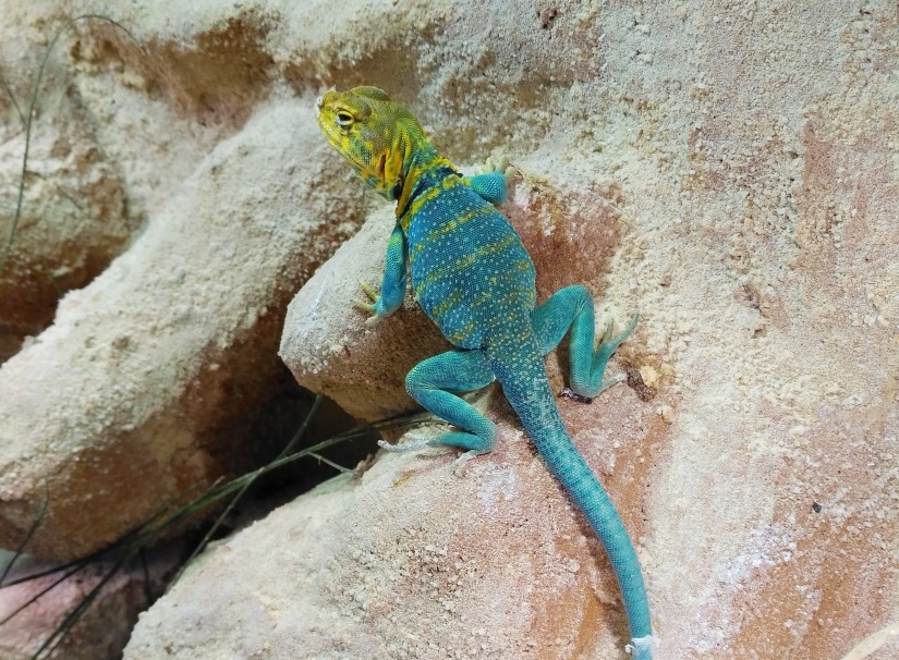 Leguánek obojkový - Crotaphytus collaris