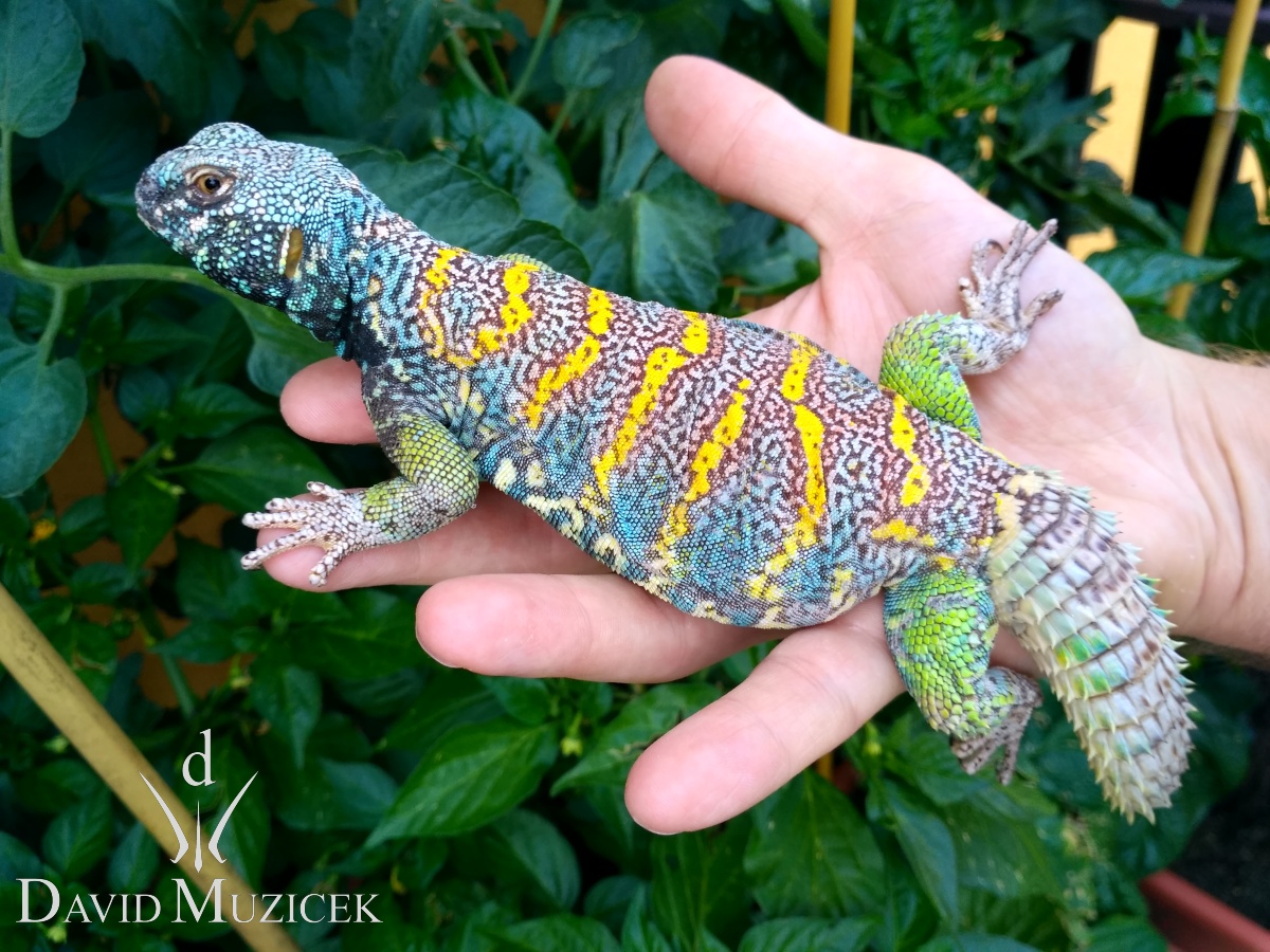 Trnorep - Uromastyx ornata