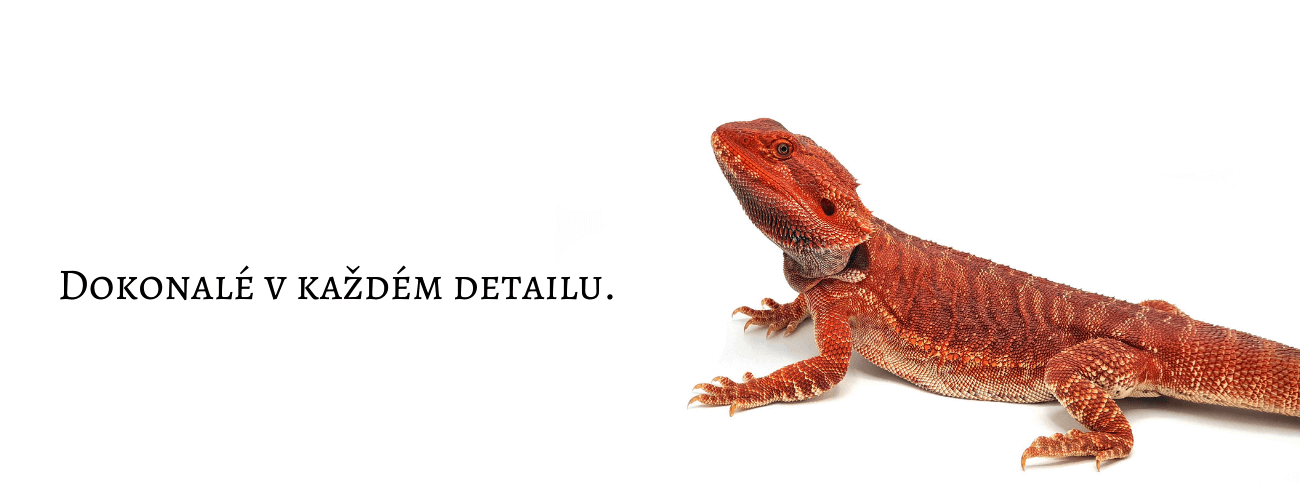 Agama vousatá - David Mužíček