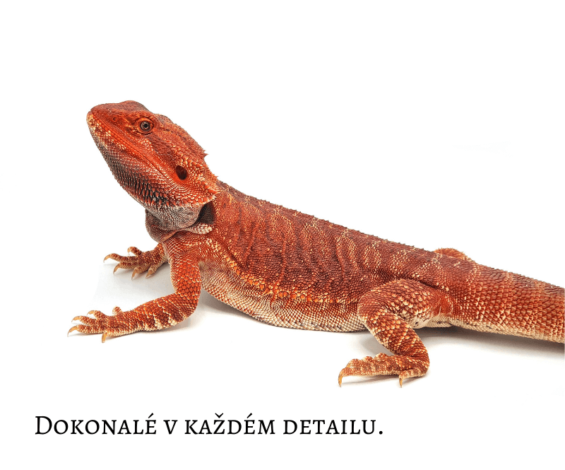 Agama vousatá - David Mužíček