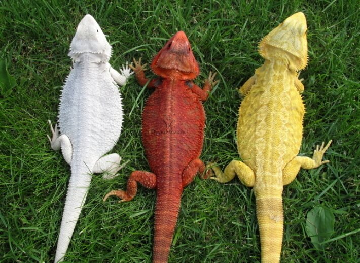 Jak poznam že je agama ve stresu?