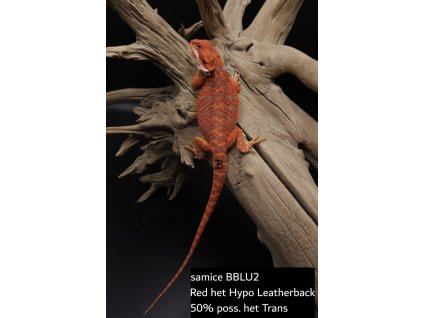 samice BBLU2 (3)