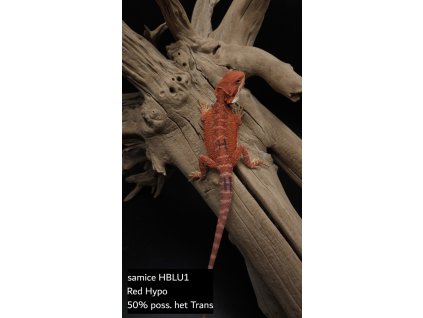 samice HBLU I (2)
