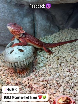 Another happy customer 🙂 You're welcome buddy. #agamavousata #agamabradata #beardeddragon #pogonavitticeps #bartagame