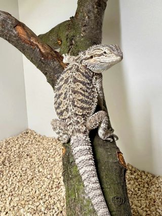 Feedback from customer. Female het Zero from our barbata hybrid male breeder Conan. #agamavousata #agamabradata...