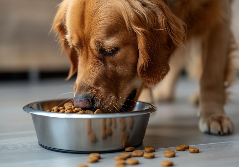 Jak odnaučit psa hltat? Zkuste tyto osvědčené způsoby