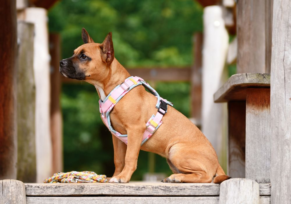 Jak vybrat postroj pro psa? Než koupíte, přečtěte si tohle