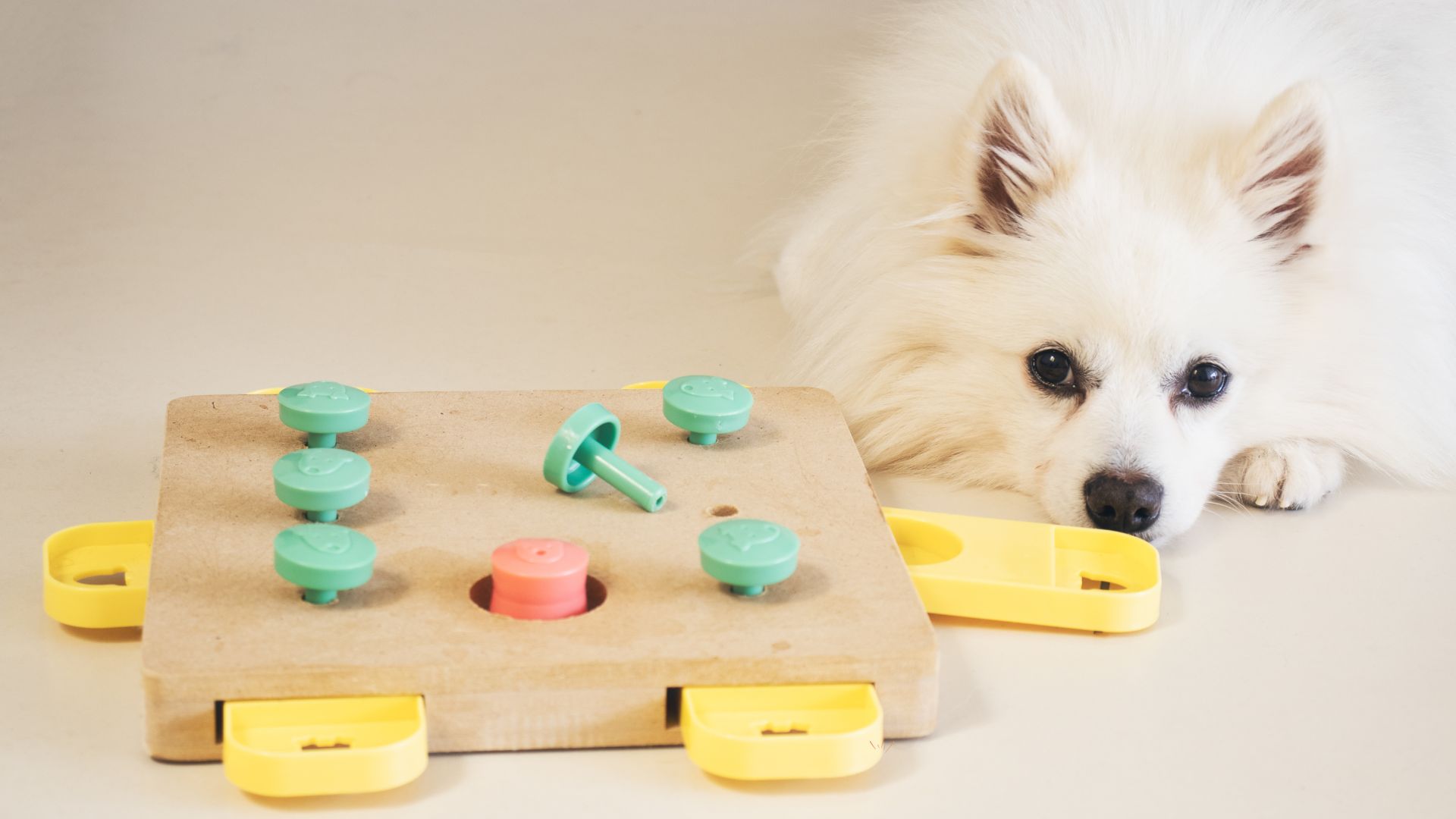 5 způsobů, jak zabavit psa: Tipy, které opravdu fungují