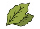 Čaje z bobkového listu (vavřín)