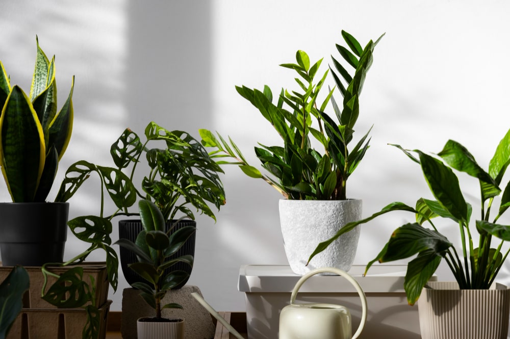 indoor-plants-studio-min