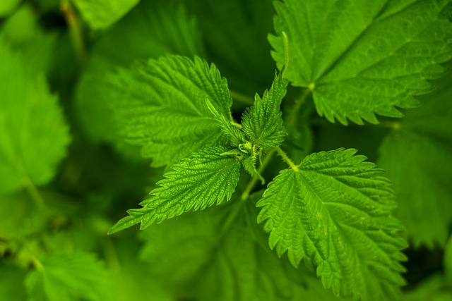 nettle-7205941_640