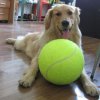 10244 velka tenisova lopta pre psov 24 cm