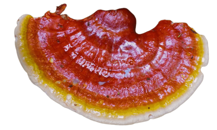 Houba Reishi