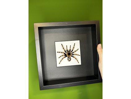 Brachypelma hamorii, samice