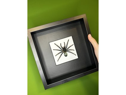 Chromatopelma cyaneopubescens, samice