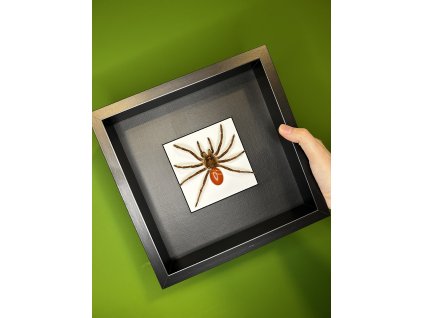 Theraphosa stirmi, samec (NEDOKONALÝ)