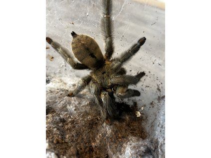 Psalmopoeus cambridgei DOSPĚLÁ samice