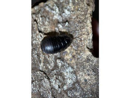 Pycnoscelus nigra (mix, 15+ks)