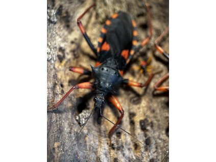 Psytalla horrida - 4. - 5. svlek