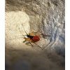 Platymeris biguttatus (nymfy)