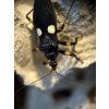 Platymeris biguttatus (nymfy)