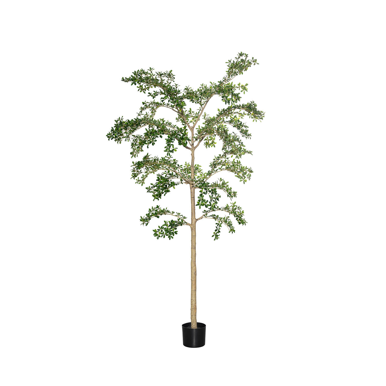 Levně Pottery Pots Realistický umělý strom Bucida buceras Shady Lady, více velikostí - PotteryPots Velikost: XL - ø 80 cm | v. 280 cm