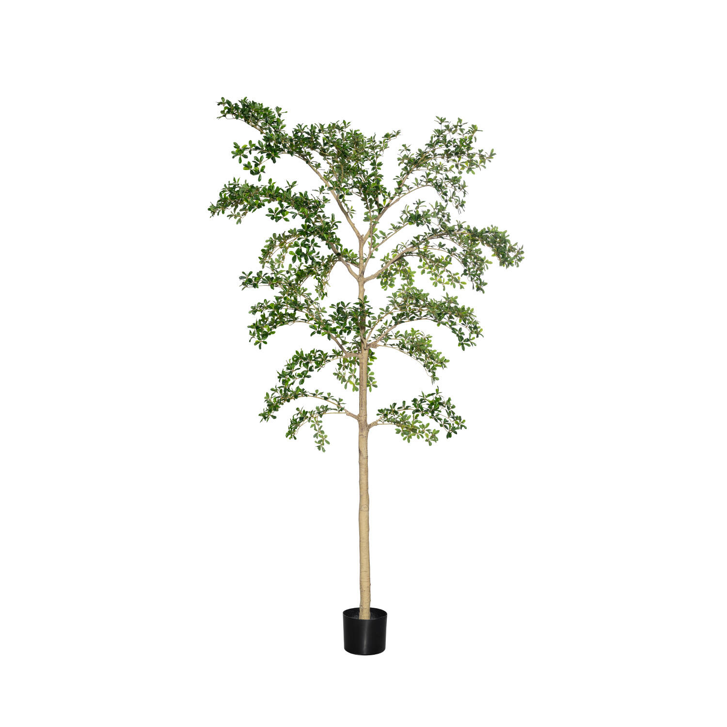 Levně Pottery Pots Realistický umělý strom Bucida buceras Shady Lady, více velikostí - PotteryPots Velikost: XXL - ø 90 cm | v. 390 cm