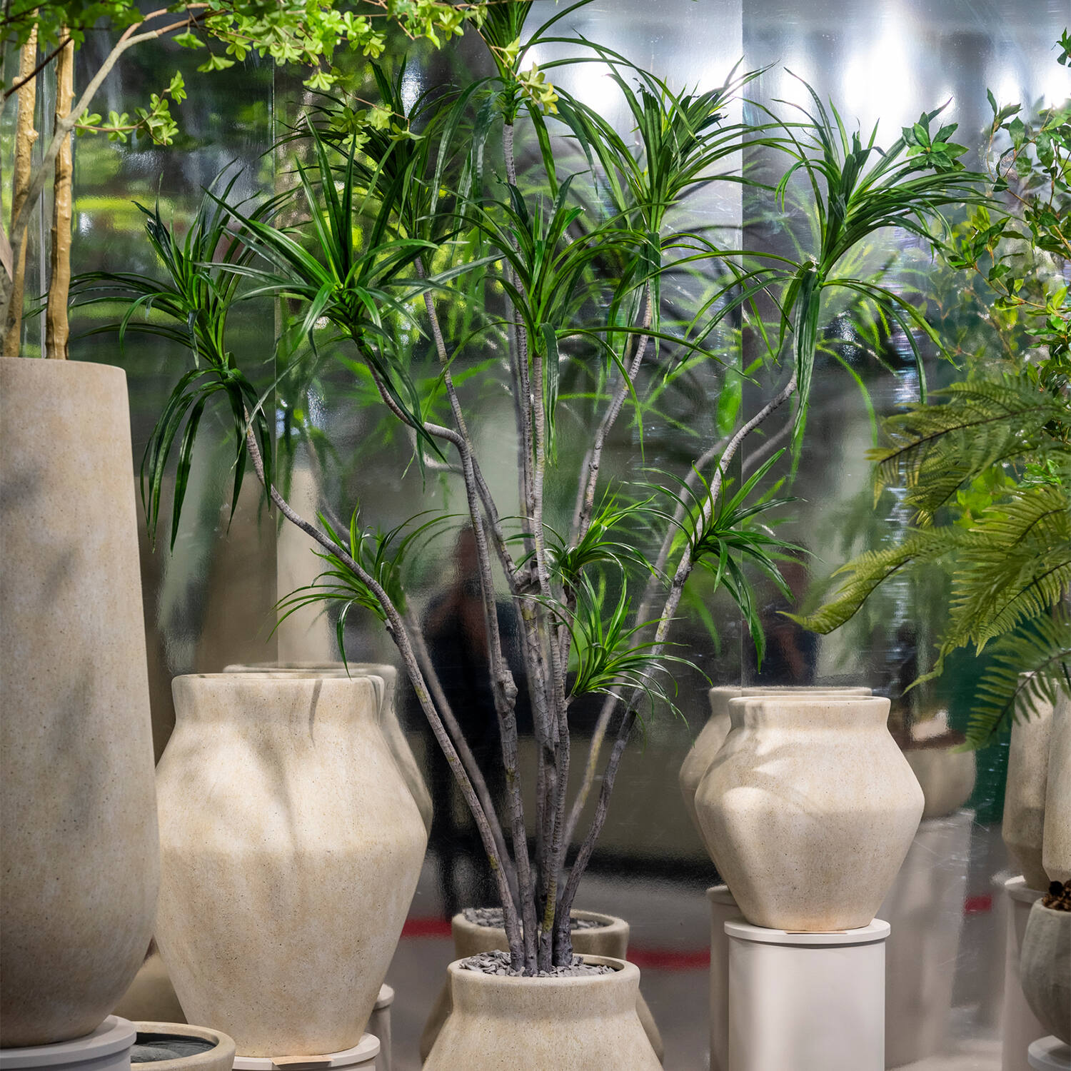 Pottery Pots Realistická umělá rostlina Dracéna marginata, vel. XL - ø 50 cm | v. 230 cm - PotteryPots (obrázek 4)