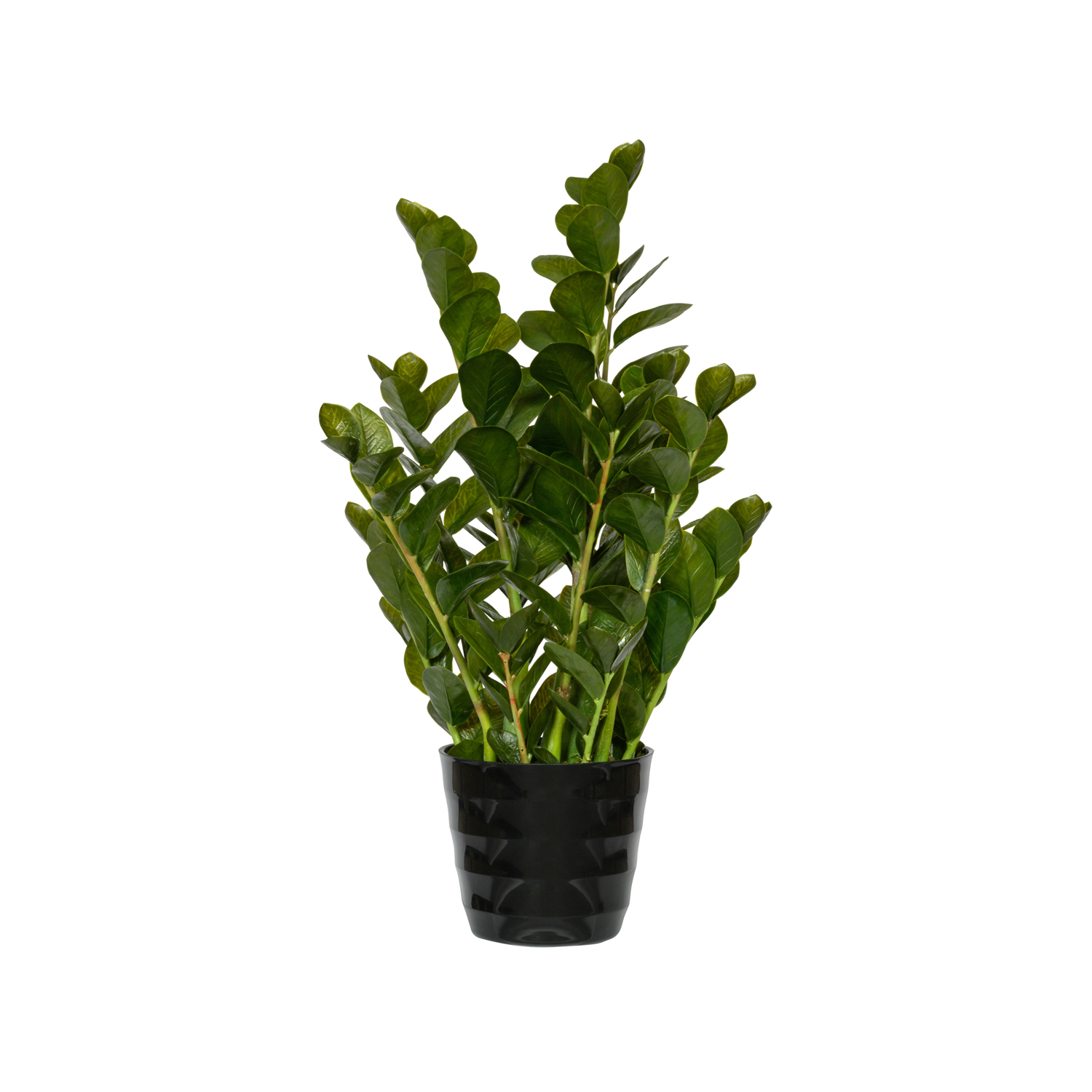 E-shop Realistická umelá rastlina Zamiokulkas - Pottery Pots