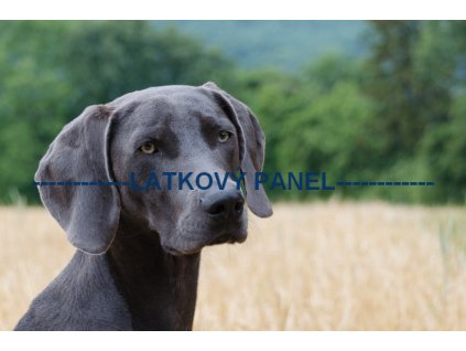 KB PS 12v