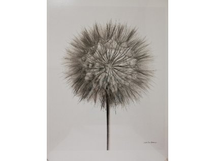 Obraz na desce 60 x 50 cm Šedé chmýří