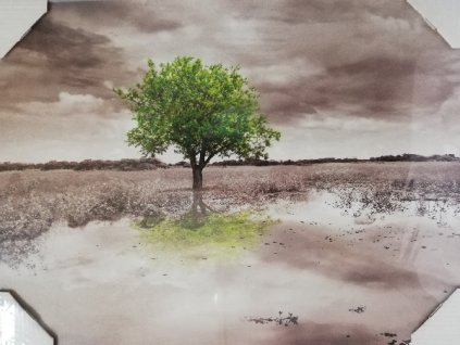 Obraz na desce 40 x 30 cm Strom na louce