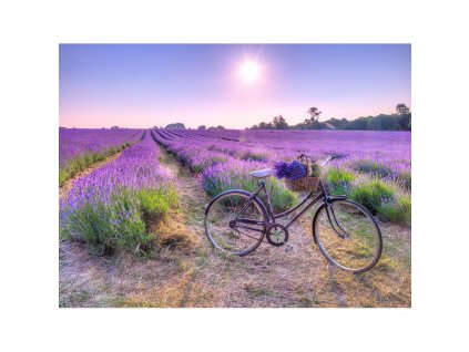 Obraz na desce 40 x 30 cm Kolo v poli levandulí