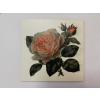 Obrázek na destičce - Růže čajová 3 - 10 x 10 cm