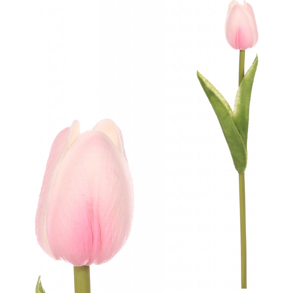 Pěnový tulipán růžový
