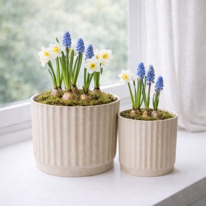 bezova misa k dekorovani (1)