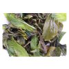 142 18 thai mint green oolong tea 900 674 02