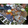 P1010025 NepustilTea.cz geologie asska ACP 25.06.2020 600x674 01 nt