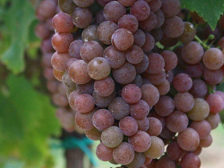 Pálava – moravská aromatická hvězda
