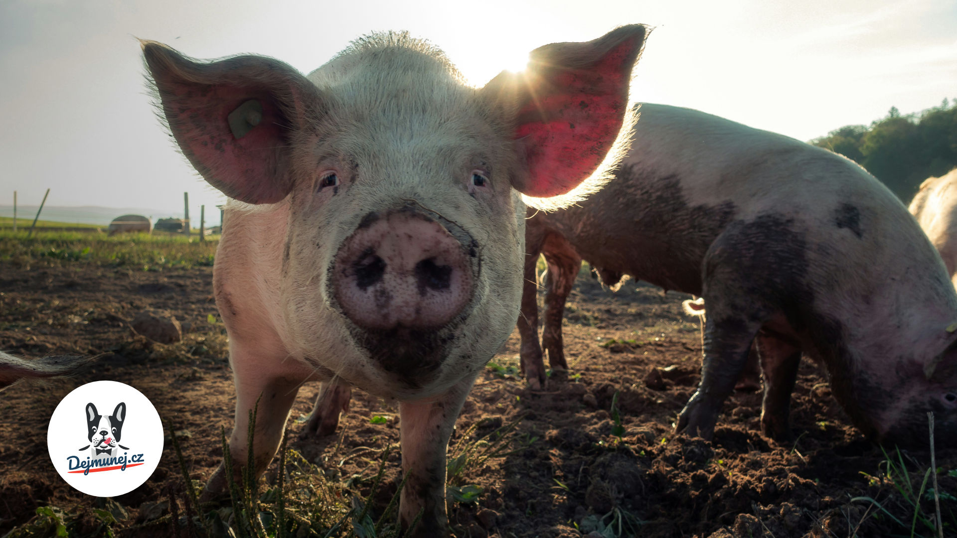 Vepřové maso v BARF krmivech pro psy