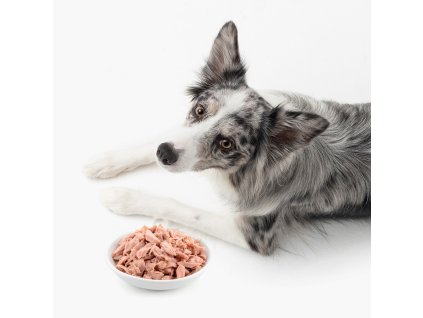 Fitt tuna dog collie