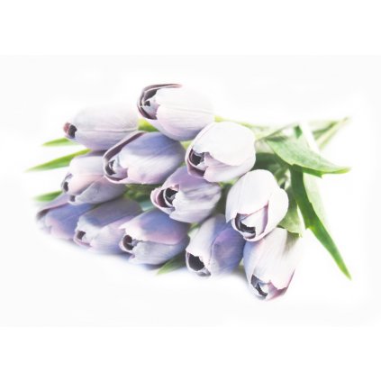 Tulipán fialovo-růžový/ 1ks